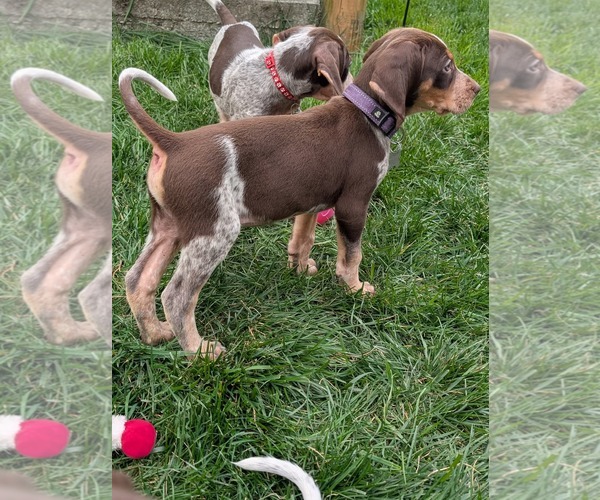 Medium Photo #12 Coonhound Puppy For Sale in Holly Springs, NC, USA