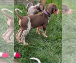 Small Photo #12 Coonhound Puppy For Sale in Holly Springs, NC, USA