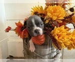 Small #2 Boston Terrier