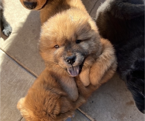 Medium Photo #3 Chow Chow Puppy For Sale in SAN DIEGO, CA, USA