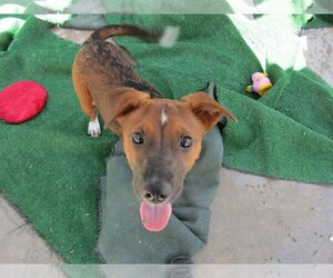 Bedlington Terrier-Labrador Retriever Mix Dogs for adoption in San Diego, CA, USA