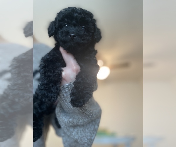 Medium Photo #8 Maltipoo Puppy For Sale in VIRGINIA BEACH, VA, USA
