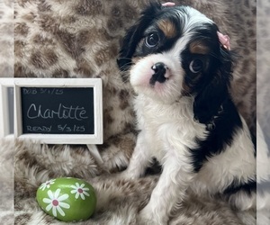 Cavalier King Charles Spaniel Puppy for sale in ABILENE, TX, USA