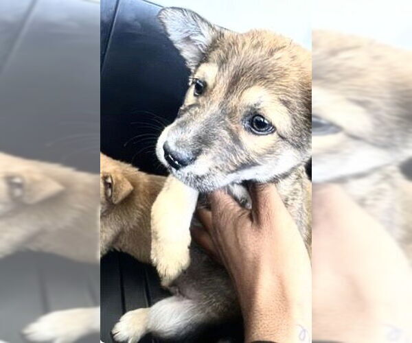 Medium Photo #1 German Shepherd Dog Puppy For Sale in Houston, TX, USA