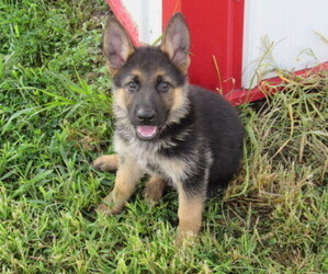 German Shepherd Dog Puppy for sale in COLUMBUS, NE, USA