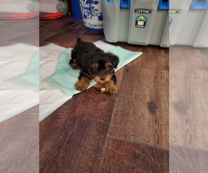 Yorkshire Terrier Puppy for sale in WHITE HALL, AR, USA