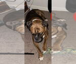 Small #6 Boxer