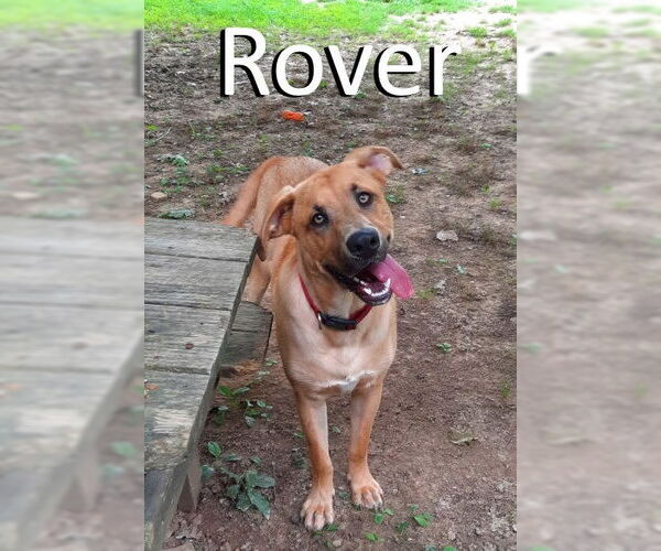 Medium Photo #5 Black Mouth Cur-Labrador Retriever Mix Puppy For Sale in Mountain View, AR, USA