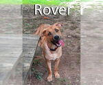 Small #4 Black Mouth Cur-Labrador Retriever Mix