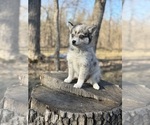 Small #10 Alaskan Klee Kai-Pomsky Mix