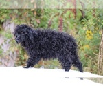 Small #19 Poodle (Toy)