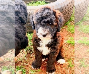 Goldendoodle-Sheepadoodle Mix Puppy for sale in BRANDON, FL, USA