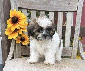 Shih Tzu Puppy for sale in THORP, WI, USA