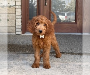 Goldendoodle Puppy for sale in WOLCOTT, IN, USA