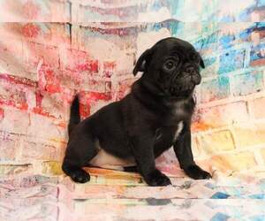 Pug Puppy for sale in JOICE, IA, USA