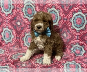 Goldendoodle (Miniature) Puppy for sale in LANCASTER, PA, USA