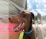 Small #1 Doberman Pinscher