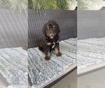 Small Photo #7 Labradoodle Puppy For Sale in FRESNO, CA, USA