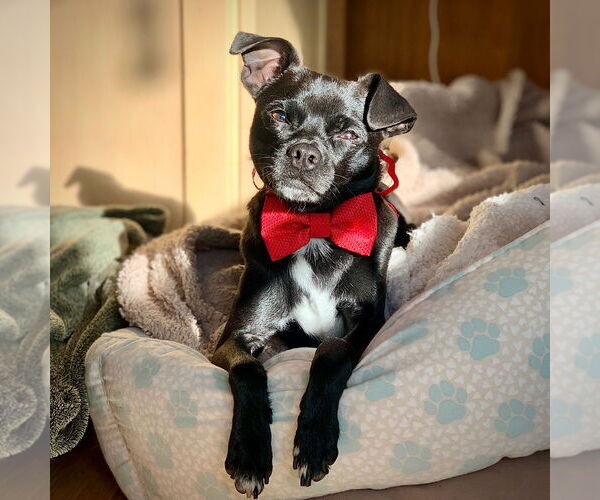 Medium Photo #3 Rat-Cha Puppy For Sale in Atlanta, GA, USA
