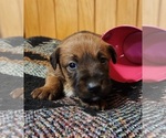 Small Photo #4 Irish Terrier Puppy For Sale in WATERLOO, NY, USA