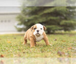Small Photo #5 Bulldog Puppy For Sale in WARSAW, IN, USA