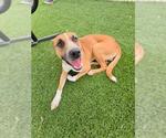Small #1 American Pit Bull Terrier Mix