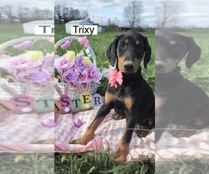 Doberman Pinscher Puppy for sale in POMEROY, OH, USA
