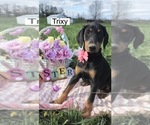 Image preview for Ad Listing. Nickname: Trixy
