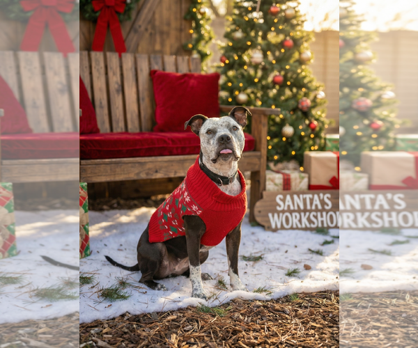 Medium Photo #1 American Pit Bull Terrier-Unknown Mix Puppy For Sale in Chandler, AZ, USA
