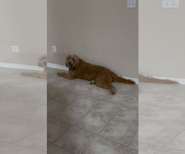 Medium Photo #5 Goldendoodle Puppy For Sale in Orlando, FL, USA