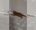 Small #4 Goldendoodle
