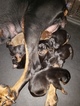 Small Photo #12 Doberman Pinscher Puppy For Sale in INWOOD, IN, USA