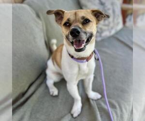 Chihuahua-Unknown Mix Dogs for adoption in Camarillo, CA, USA
