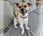 Small Chihuahua Mix