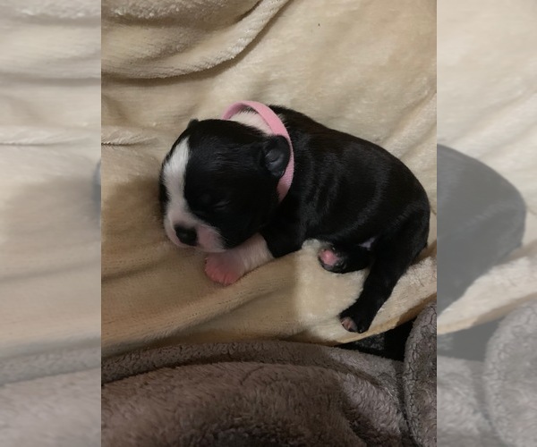Medium Photo #1 Boston Terrier Puppy For Sale in NEW BEDFORD, MA, USA
