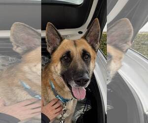German Shepherd Dog Dogs for adoption in Plantation, FL, USA