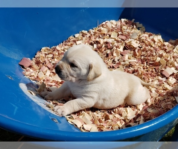 Medium Photo #2 Labrador Retriever Puppy For Sale in KNAPP, WI, USA