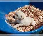 Small Photo #2 Labrador Retriever Puppy For Sale in KNAPP, WI, USA