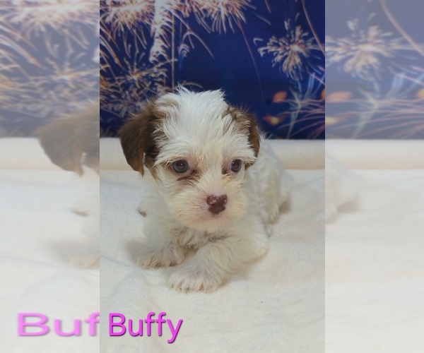 Medium Photo #4 Yorkipoo Puppy For Sale in AZLE, TX, USA