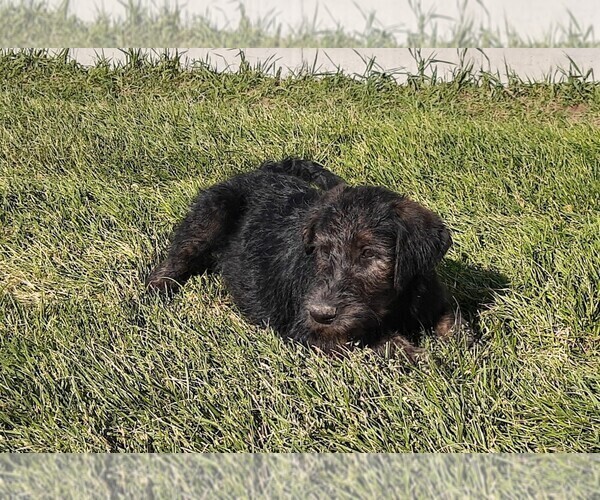 Medium Photo #1 Shepadoodle Puppy For Sale in MOORE, ID, USA
