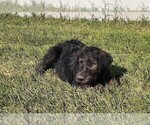 Small Photo #1 Shepadoodle Puppy For Sale in MOORE, ID, USA