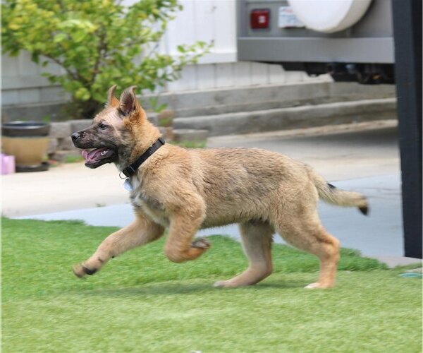 Medium Photo #3 German Shepherd Dog-Unknown Mix Puppy For Sale in San Diego, CA, USA