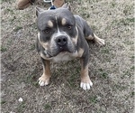 Small Photo #1 American Bully Puppy For Sale in LUMBERTON, NC, USA