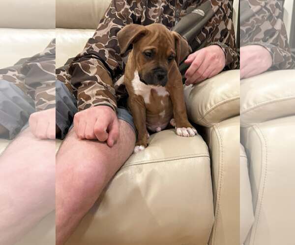 Medium Photo #5 American Staffordshire Terrier-Unknown Mix Puppy For Sale in Holly Springs, NC, USA