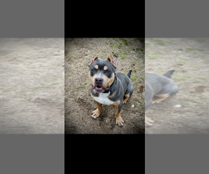 Mother of the American Bully puppies born on 05/23/2026