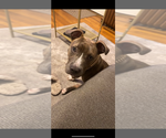 Small Photo #1 American Bully-American Staffordshire Terrier Mix Puppy For Sale in BROCKTON, MA, USA