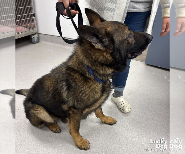 Medium Photo #3 German Shepherd Dog-Unknown Mix Puppy For Sale in Washington, DC, USA