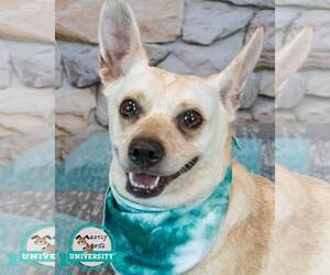 Jack Russell Terrier-Unknown Mix Dogs for adoption in Kennesaw, GA, USA