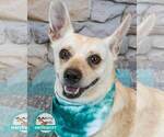Kizzy - Female Jack Russell Terrier-Unknown Mix Dog for Adoption - Small photo