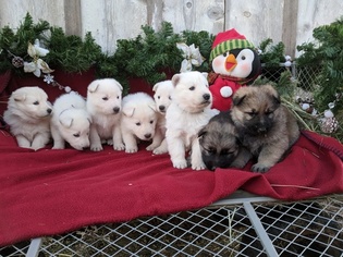 Father of the German Shepherd Dog puppies born on 11/23/2017